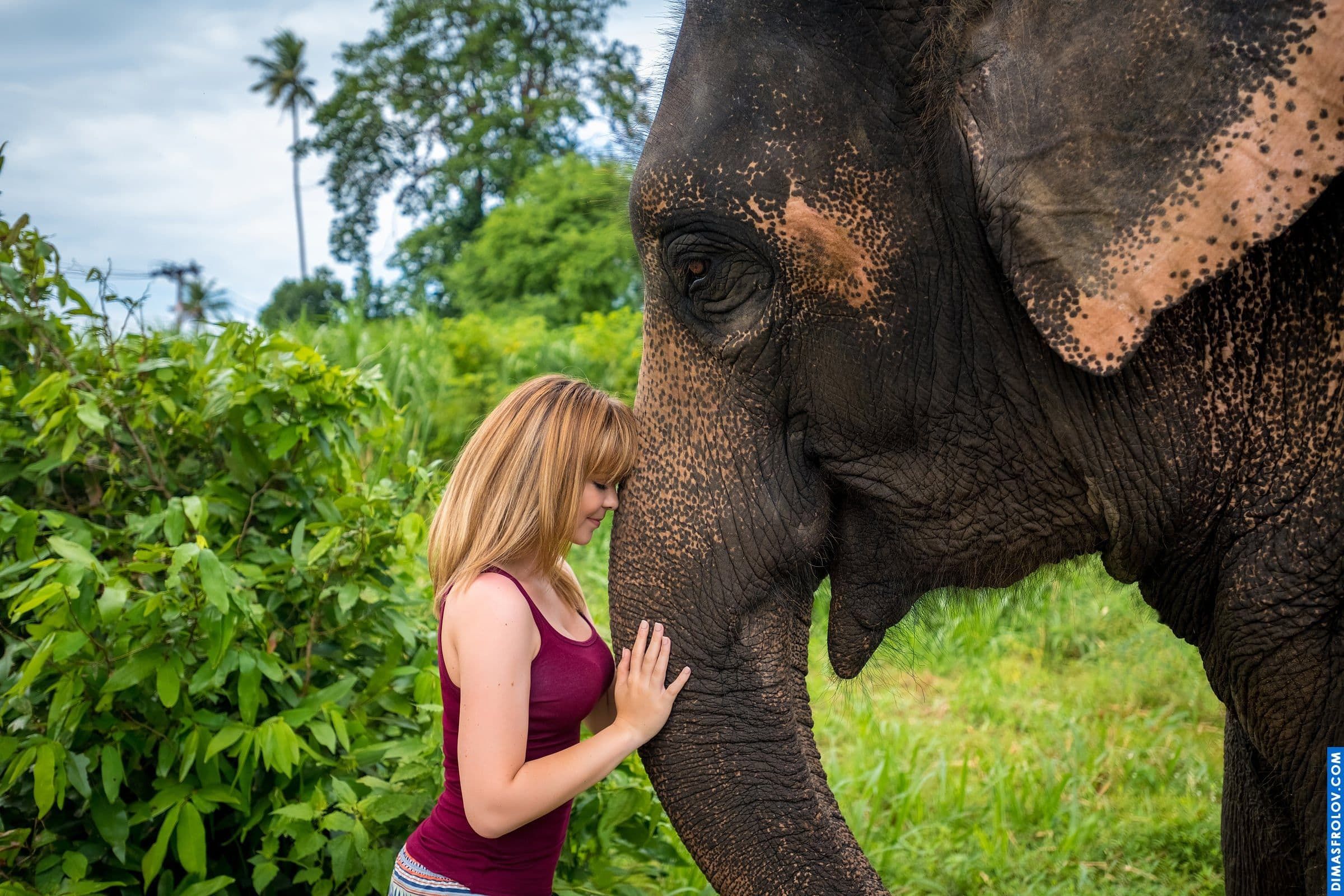 Photo shoot with an elephant on Koh Samui. photographer Dimas Frolov. photo1736