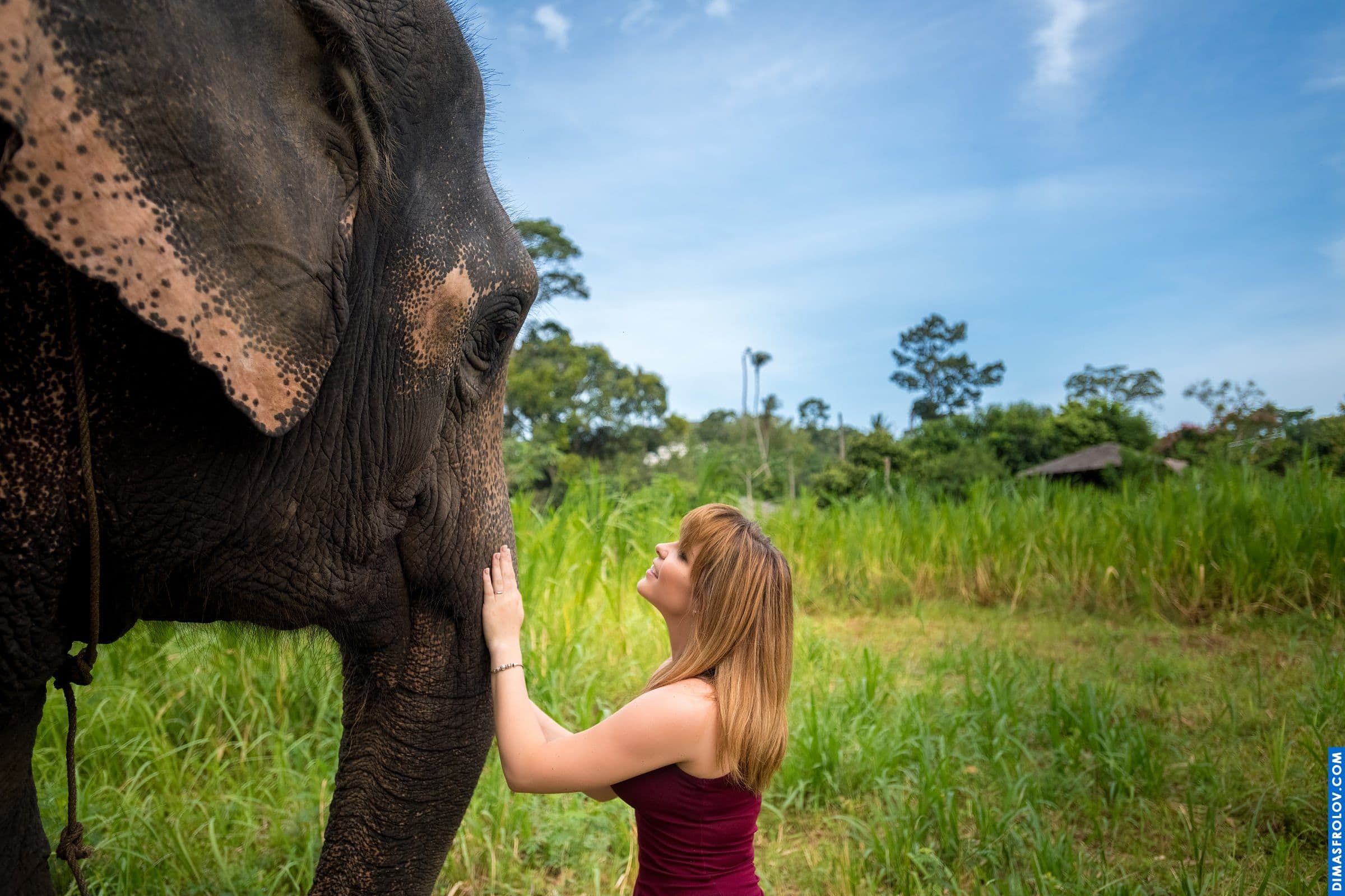 Photo shoot with an elephant on Koh Samui. photographer Dimas Frolov. photo1737