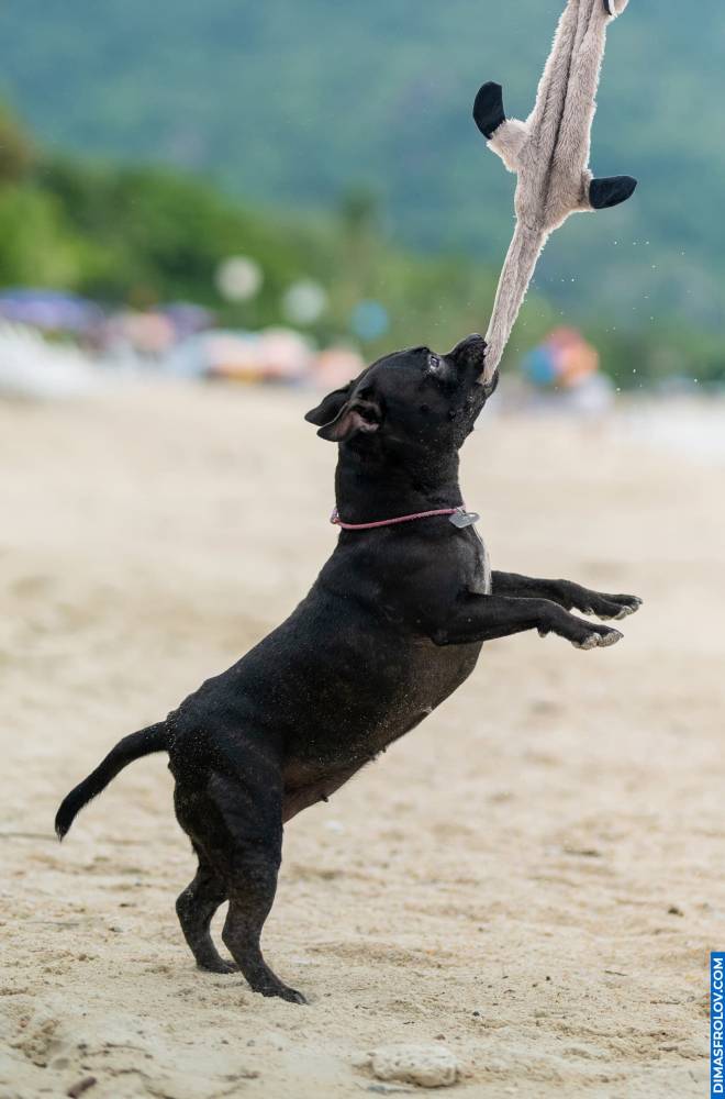 Energetic staffy playing tug-of-war on the beach, pulling fabric with excitement