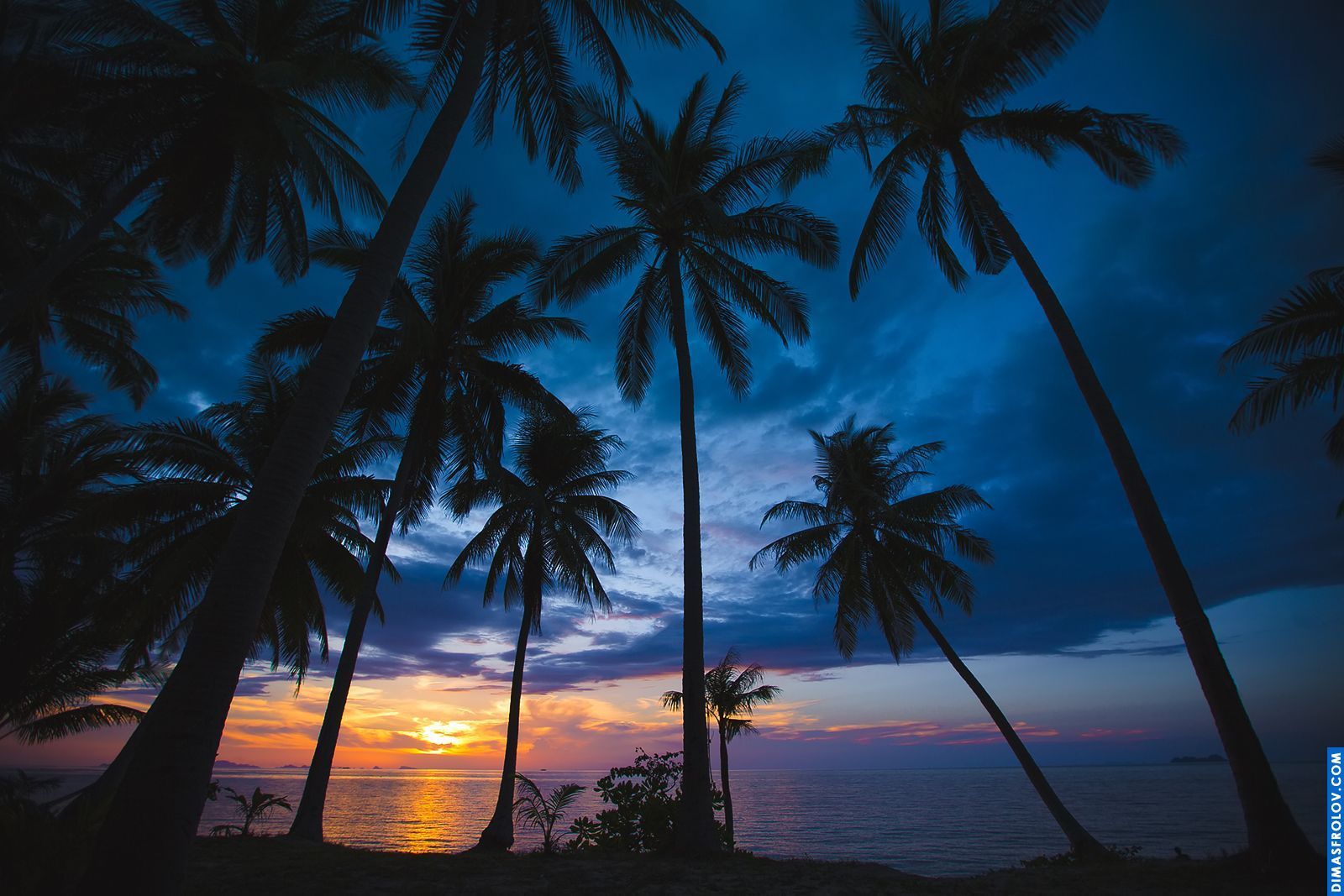 Koh Samui Landscapes photography. Photo Sunset_coconut02da1e3946. Dimas Frolov. Koh Samui Photographer. DimasFrolov.com