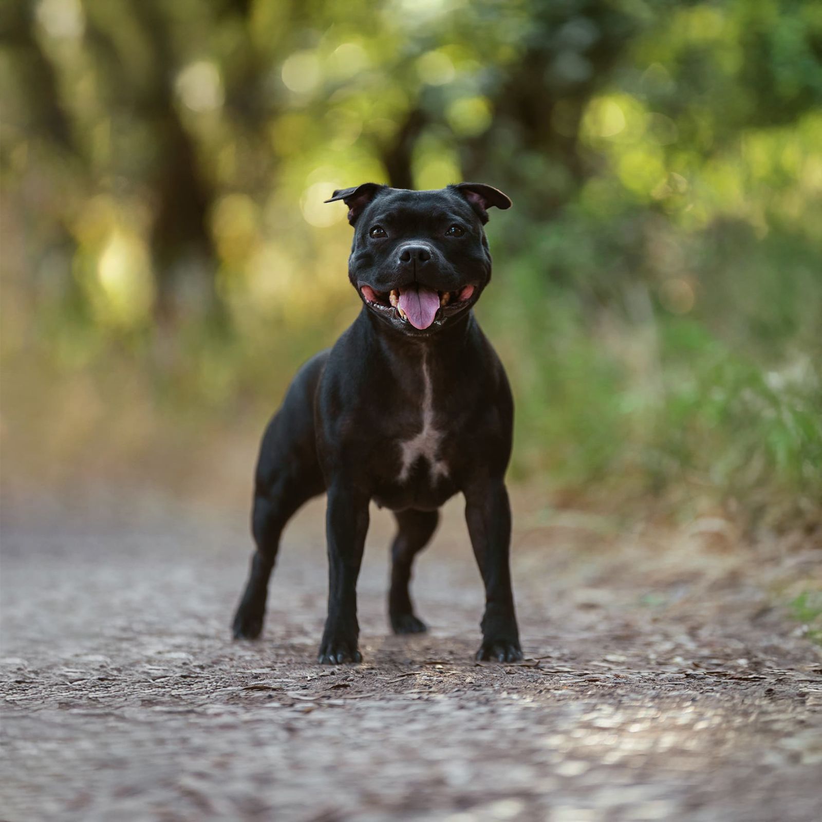 Dog Photographer