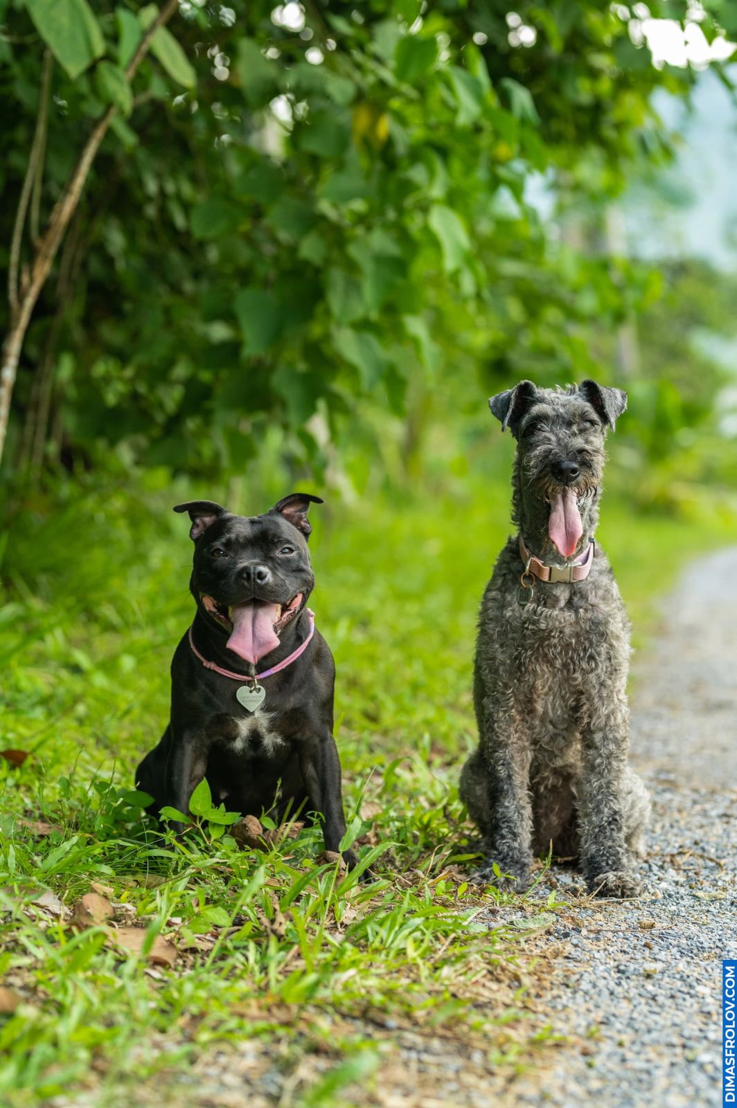 Staffy and Kerry Blue Terrier sitting side by side on path surrounded by greenery
