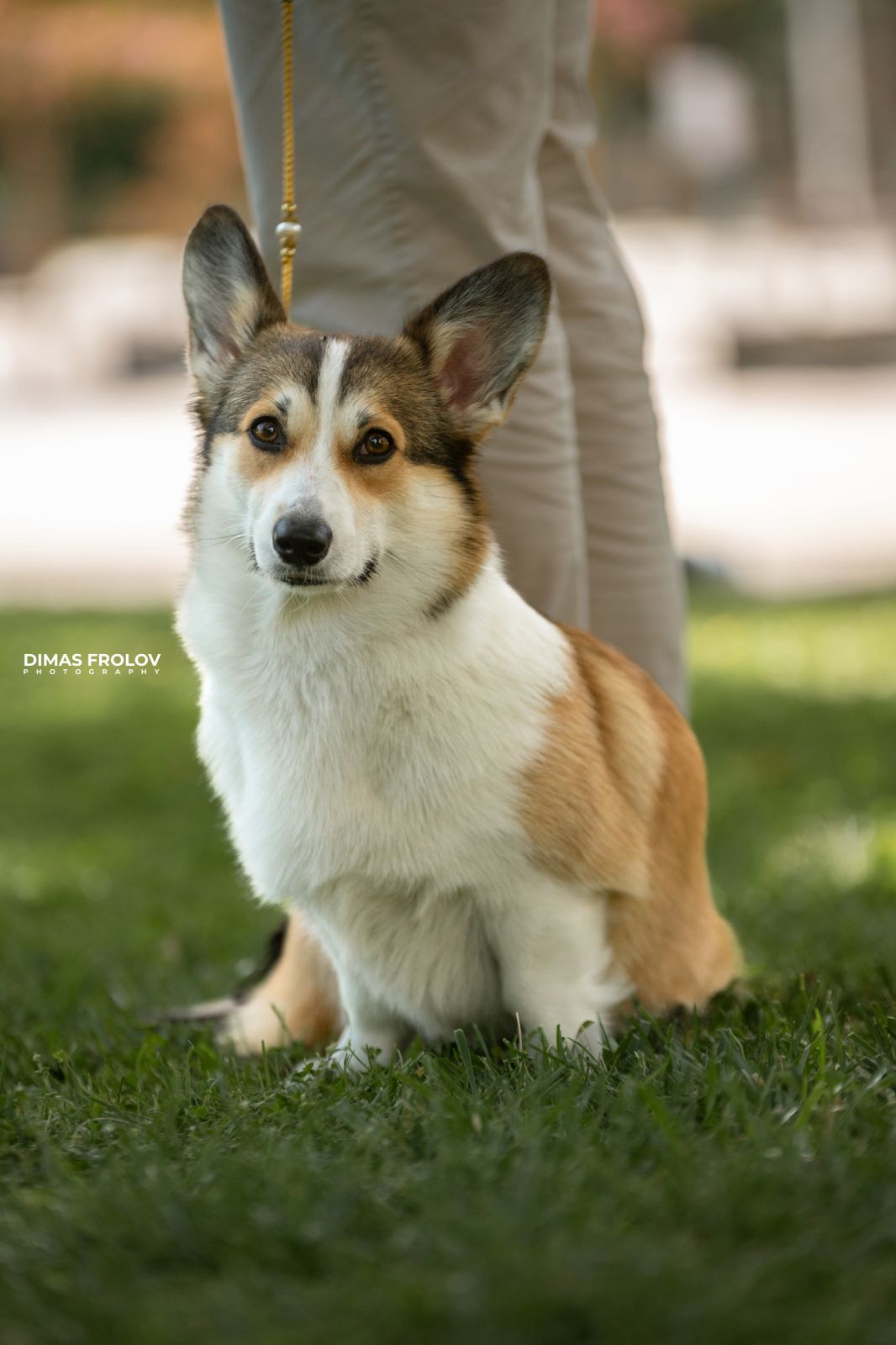 Dog photography portfolio. Photo Alentejo-004019-086cdce028.