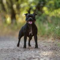 Фотограф собак у Лісабоні – емоційні портрети улюбленців | Дмитро Фролов. Дмитро Фролов
