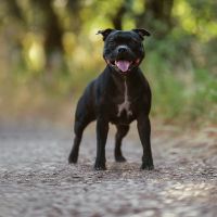 Dog Photographer in Lisbon –  Pet Portraits Services by Dimas Frolov. Dimas Frolov