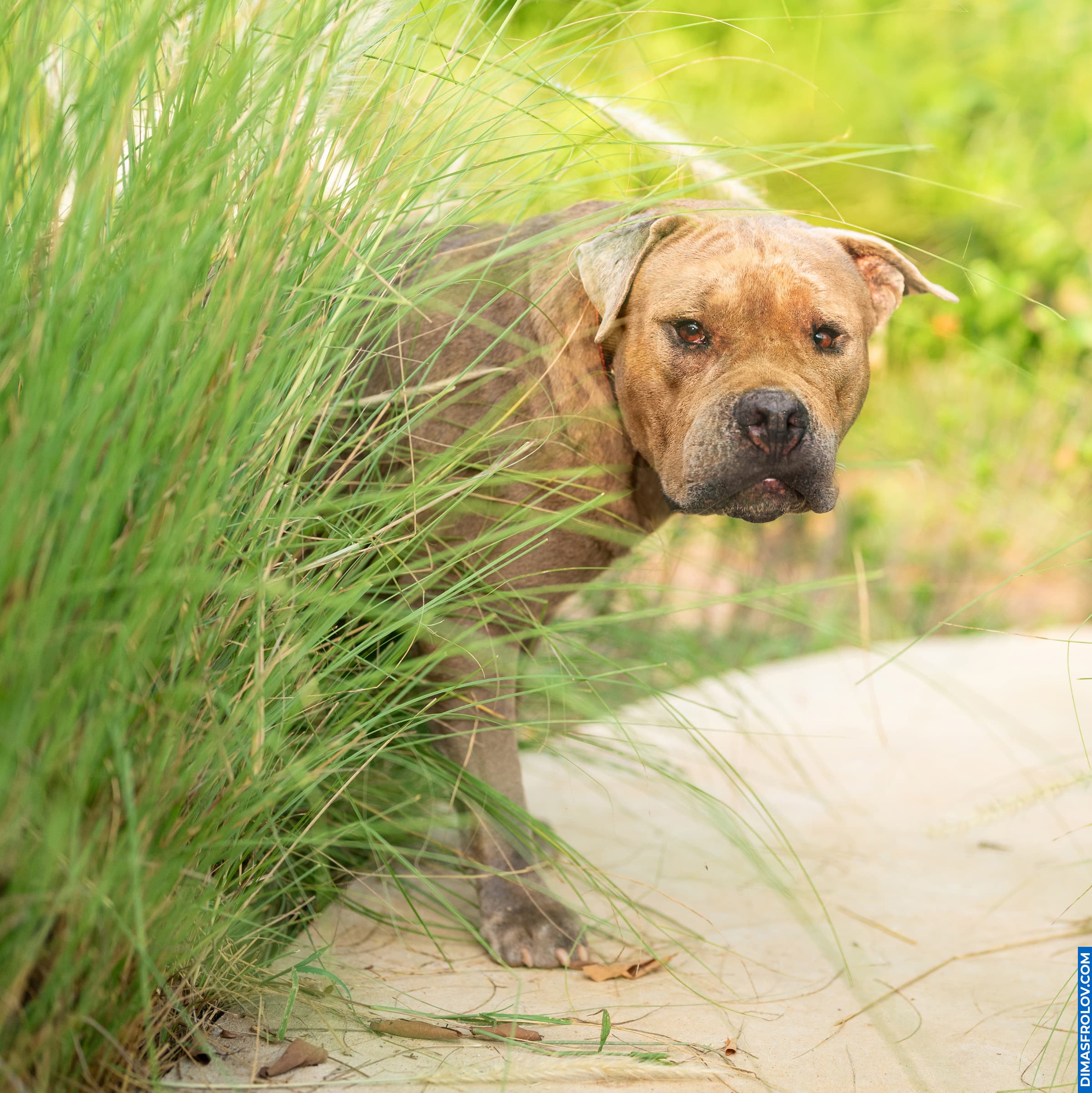 Dog photography portfolio. Photo DMZ-6667-6a2cfc1f53.