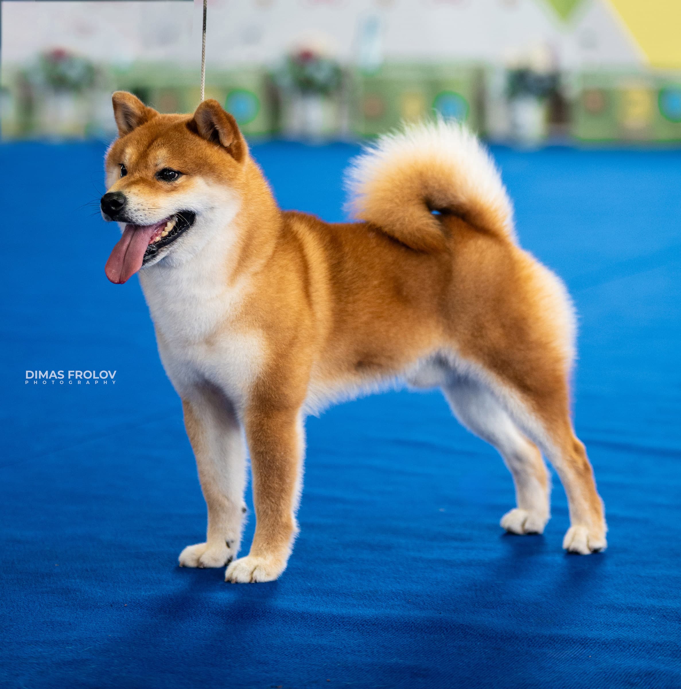 Dog photography portfolio. Photo aveiro507-001391-e6a15e9e83.