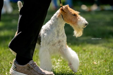 Expo Cães de Sintra. Julho de 2025