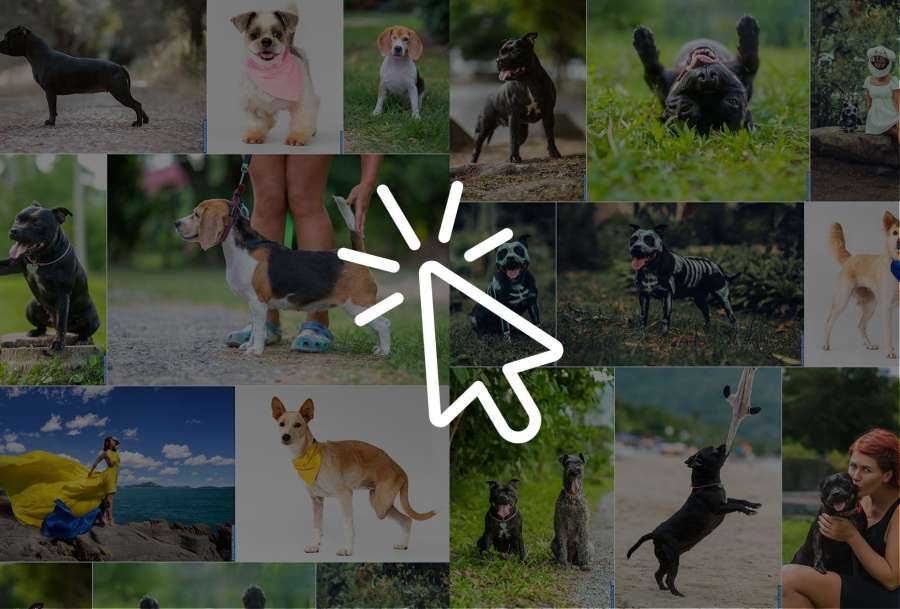 Click to see full portfolio Dog photography